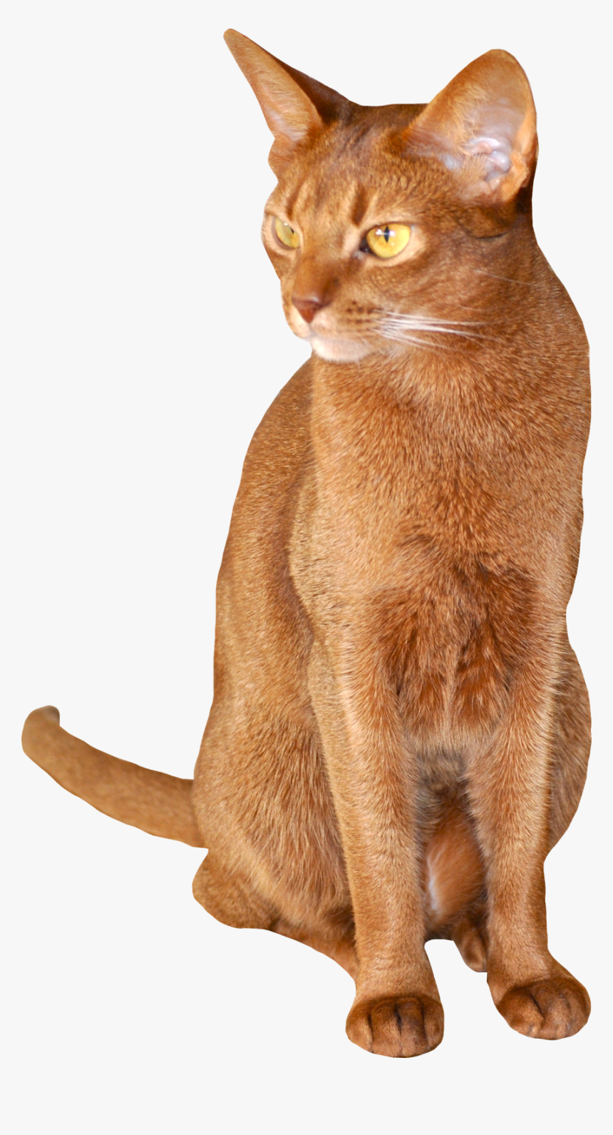Abyssinian Chausie Burmese Cat German Rex Somali Cat - Transparent Background Abyssinian Cat Png, Png Download