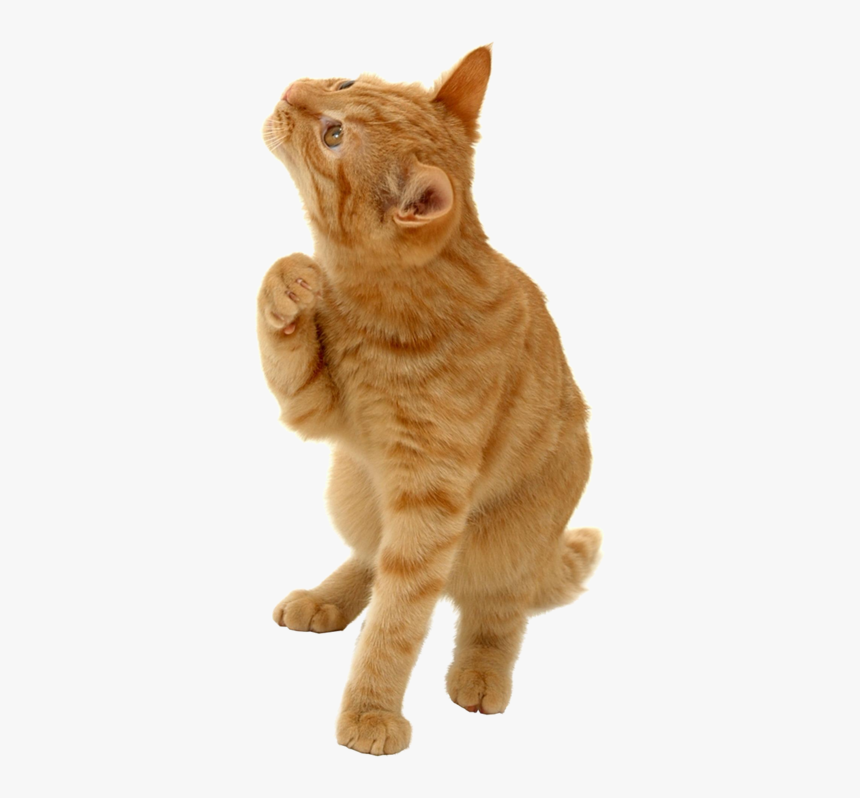Kitty Transparent Orange - 41point9 Still Looking For Answers, HD Png Download
