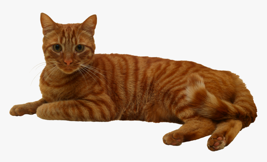 Cat Png - Cat, Transparent Png