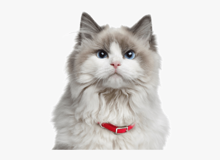 Orange Ragdoll Cat - Much Do Ragdoll Cats Cost, HD Png Download
