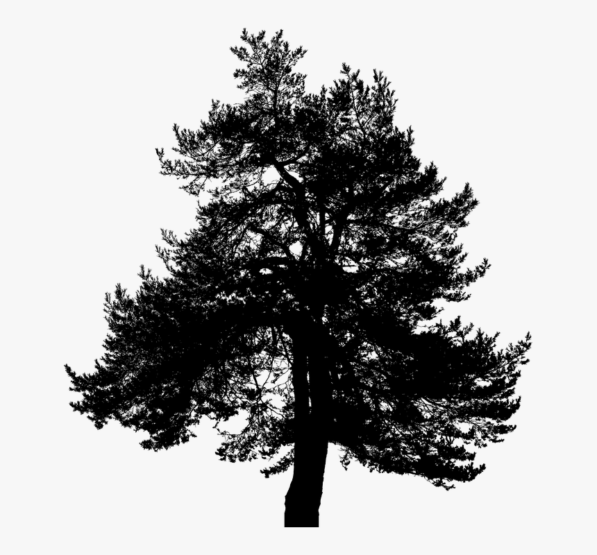 Tree, Silhouette, Nature, Trees, Plant, Branches - Red Pine, HD Png Download
