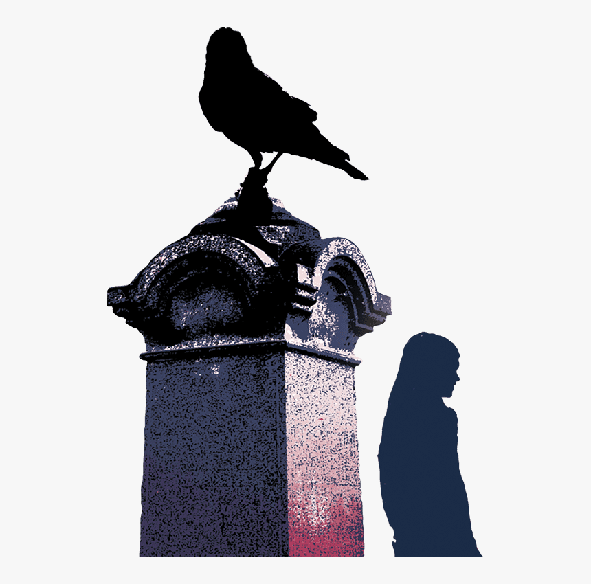 Pigeons And Doves, HD Png Download