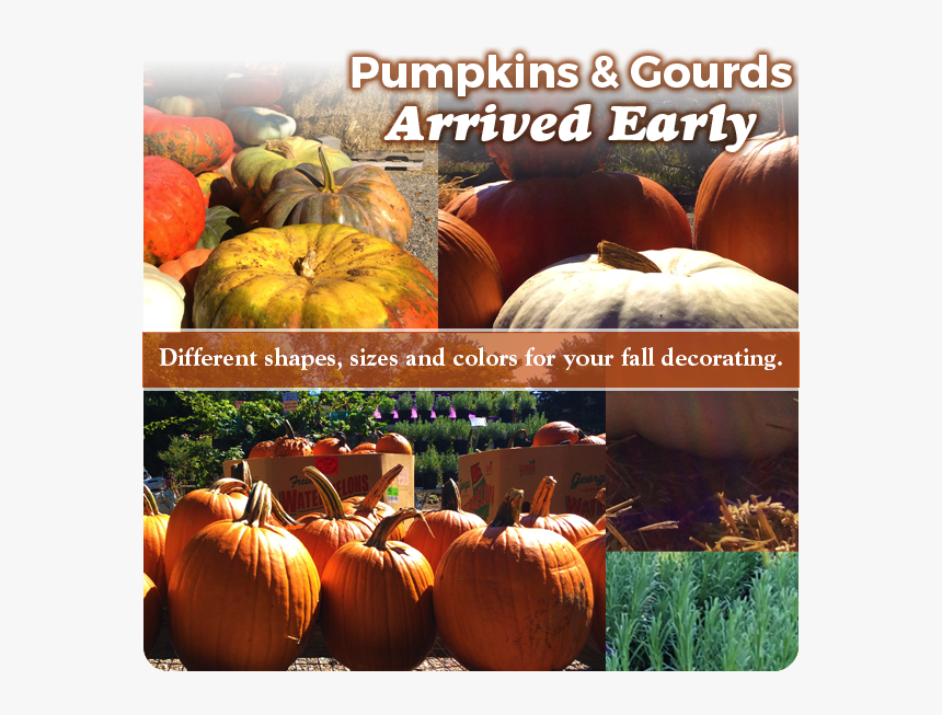 Club Penguin, HD Png Download