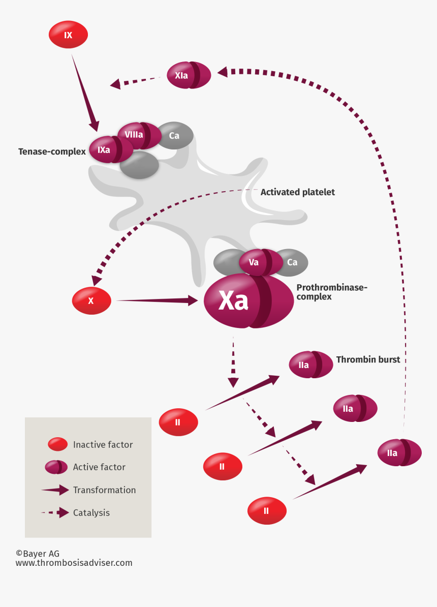 Diagram Showing The Coagulation Cascade Inibidores Do Fator Xa, HD