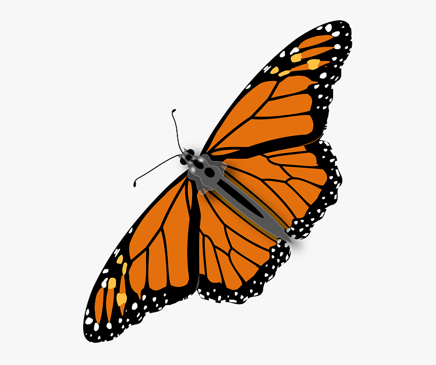 Should We Eat Bugs - Monarch Butterfly Transparent Background, HD Png Download