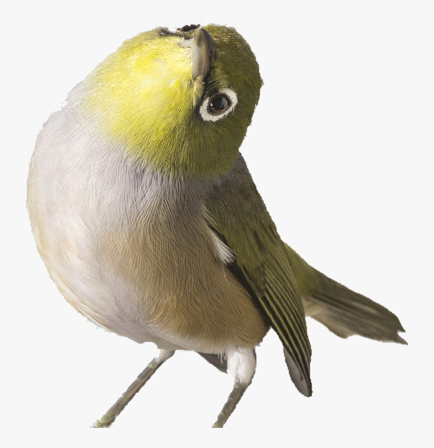 Pajaro - Birdland Leila Jeffreys, HD Png Download