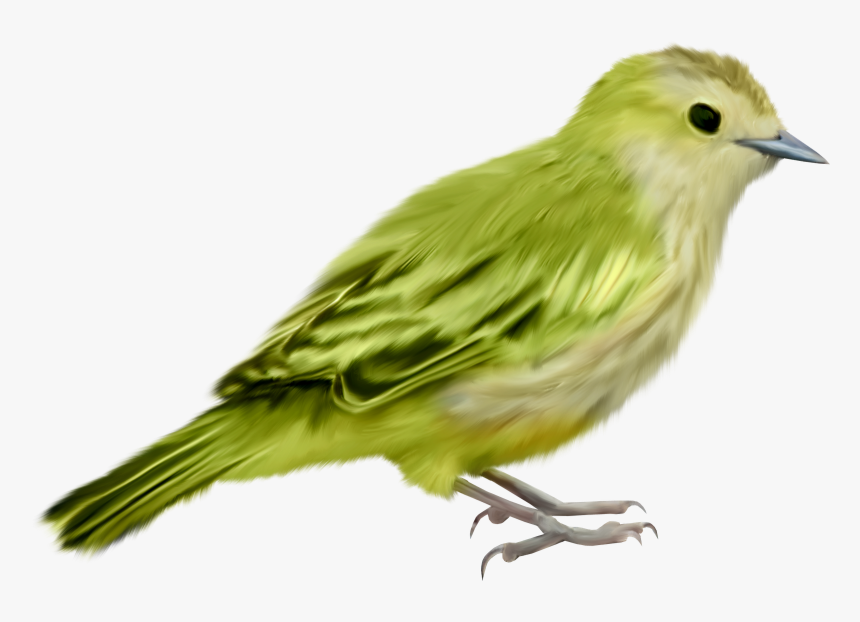 Pajaros Formato Png, Pajaritos, Aves, Imágenes Hermosas, - Imagenes De Pajaros Png, Transparent Png