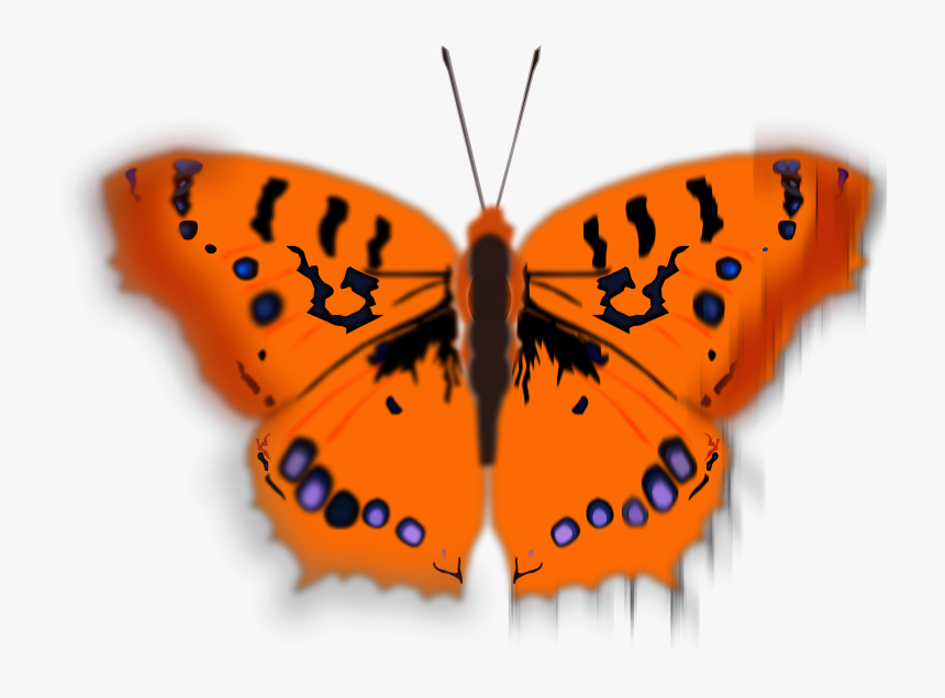 Mariposa Pirata - Clipart Butterfly Orange, HD Png Download