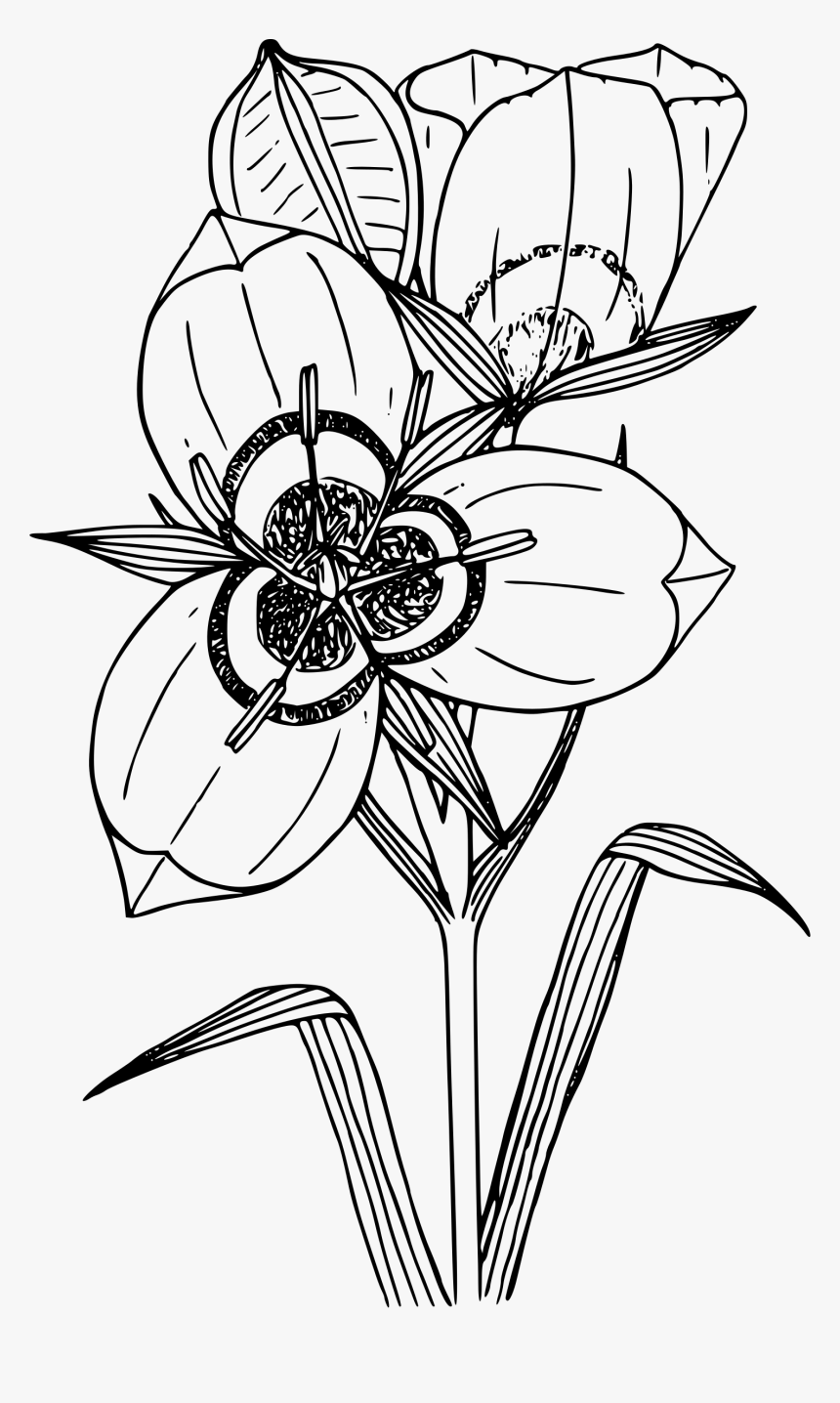 Big-podded Mariposa Lily Clip Arts - Sego Lily Clipart, HD Png Download
