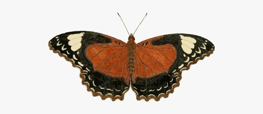 Cethosia Cydippe Butterfly Insect Borboleta Inseto - Mariposa Insecto Png, Transparent Png