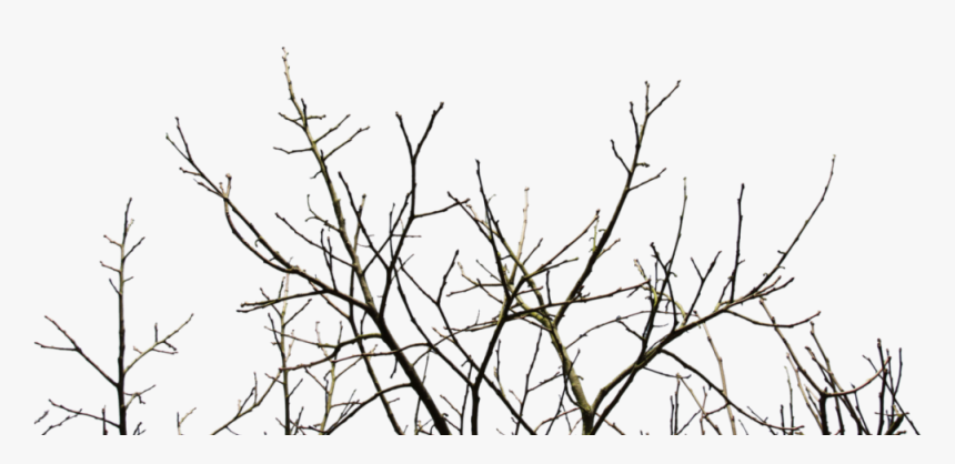 Branches Of A Tree, HD Png Download