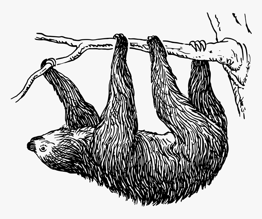 11 25 14 Uf Sloth - Sloth Black And White Clip Art, HD Png Download