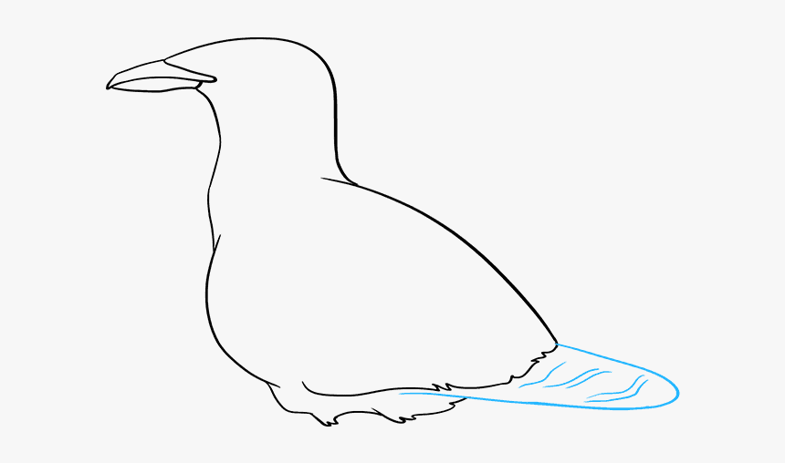 How To Draw Seagull - European Herring Gull, HD Png Download