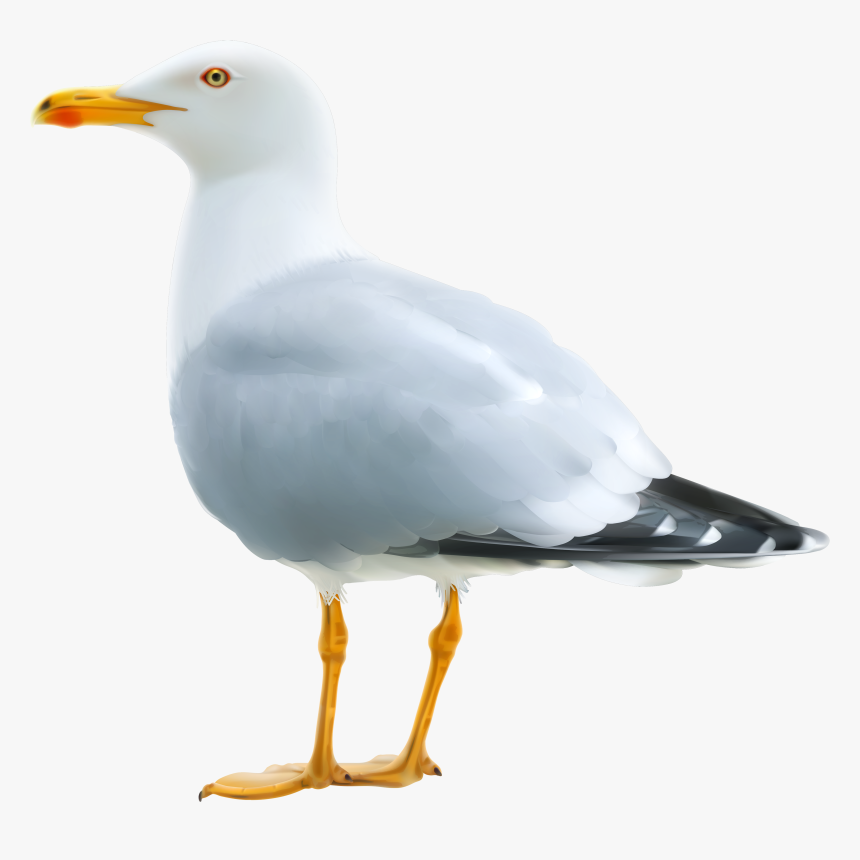 Seagull Png Clipart Image - Seagull Png, Transparent Png