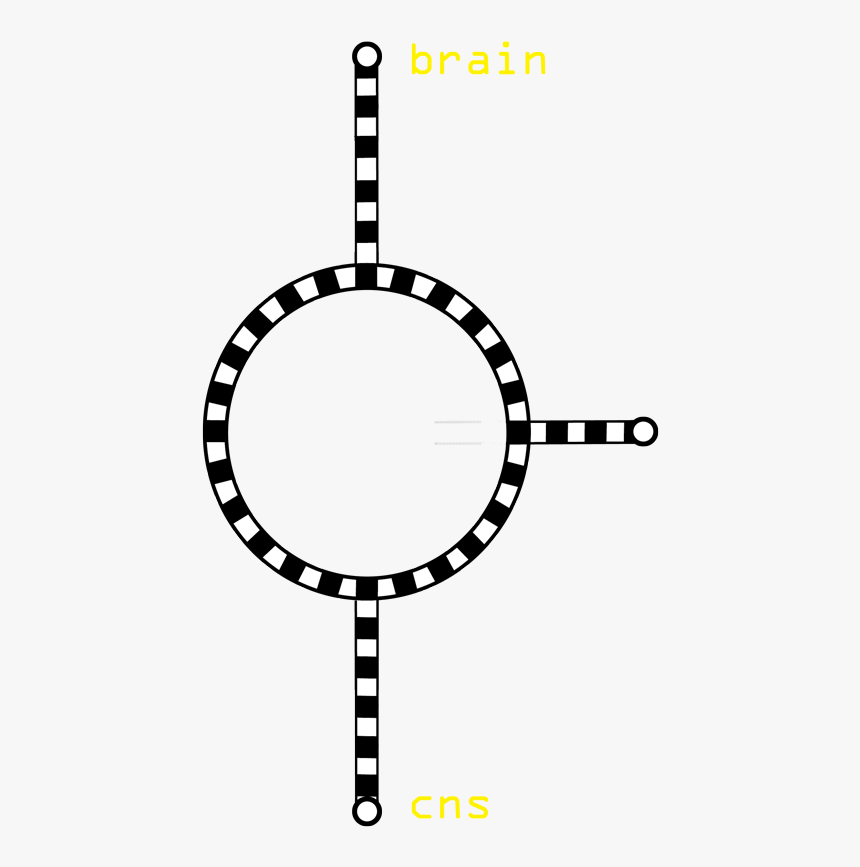 The Spinal Cord Carries Out Two Main Functions - Pbs Kids Arthur Logo, HD Png Download