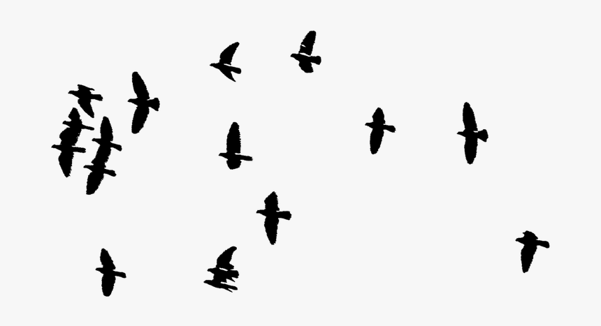 Silueta Aves Pajaros Freetoedit - Flock Of Birds Transparent, HD Png Download