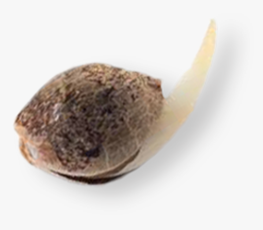Avocado, HD Png Download