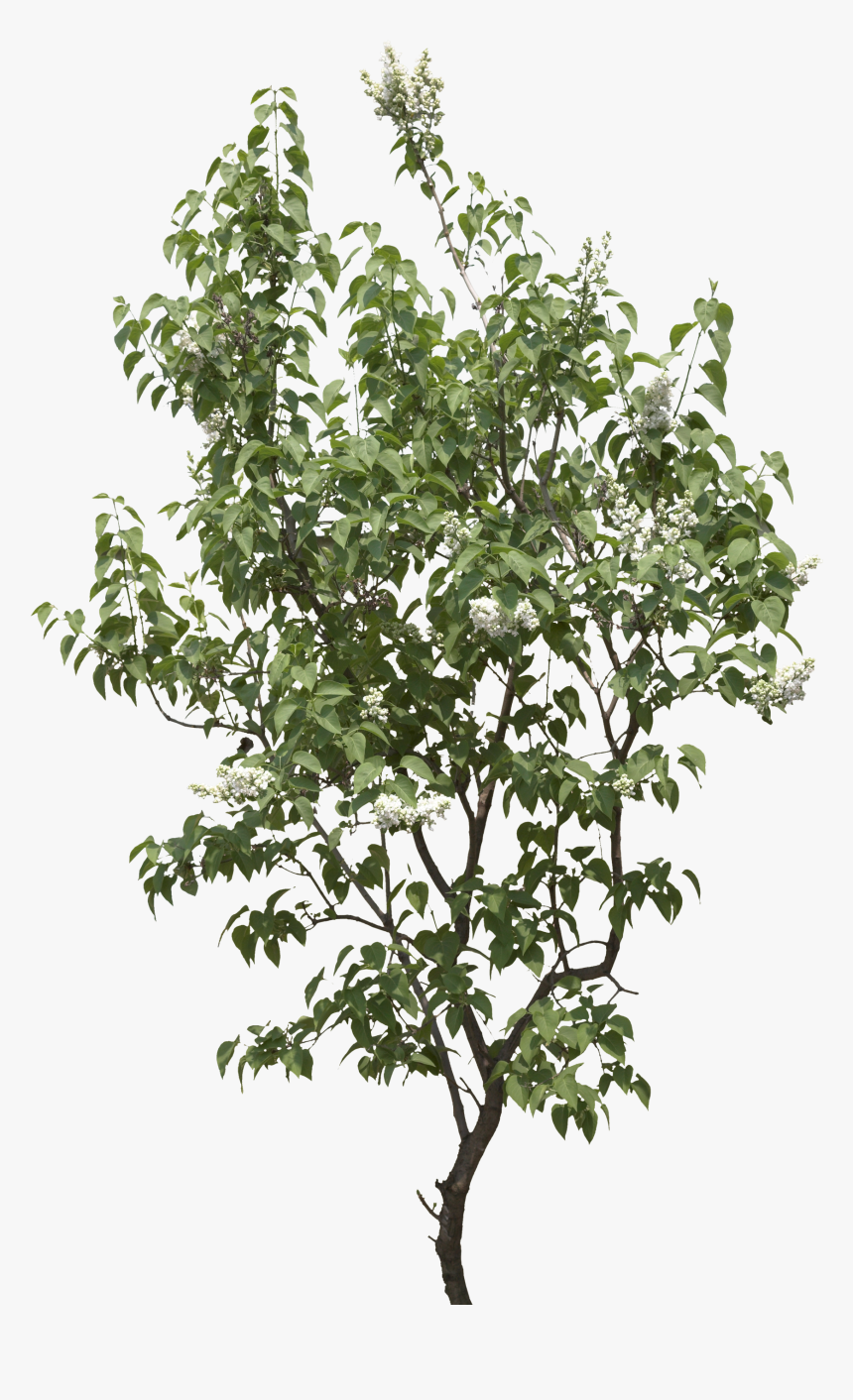 Tree Png Image, Transparent Png