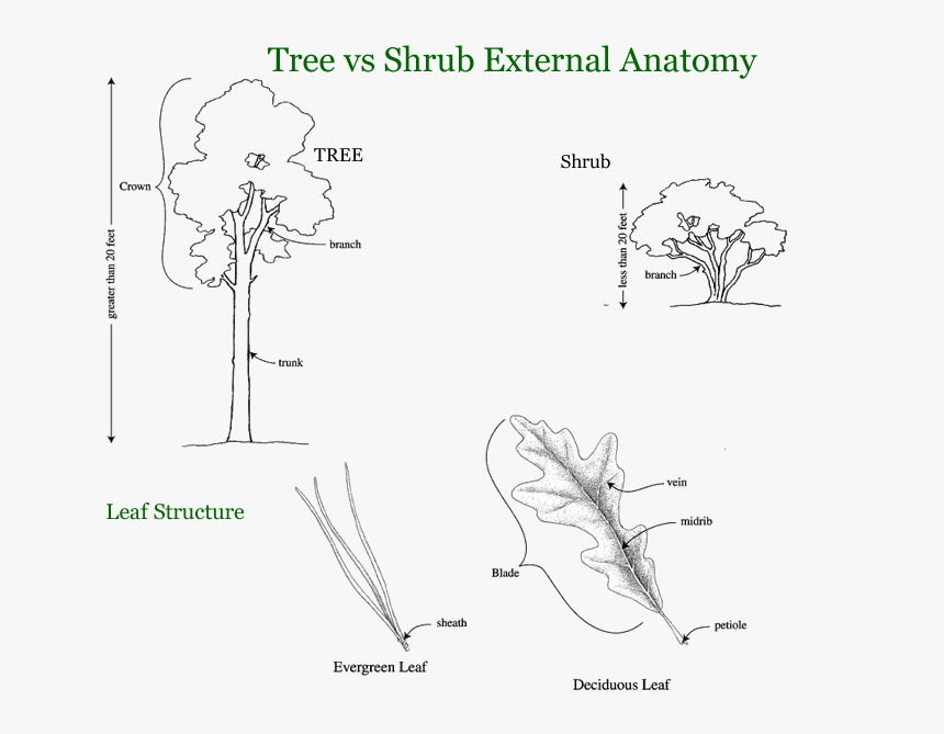 Tree Vines Png -trees, Shrubs, And Vines - Trees Shrubs And Vines, Transparent Png