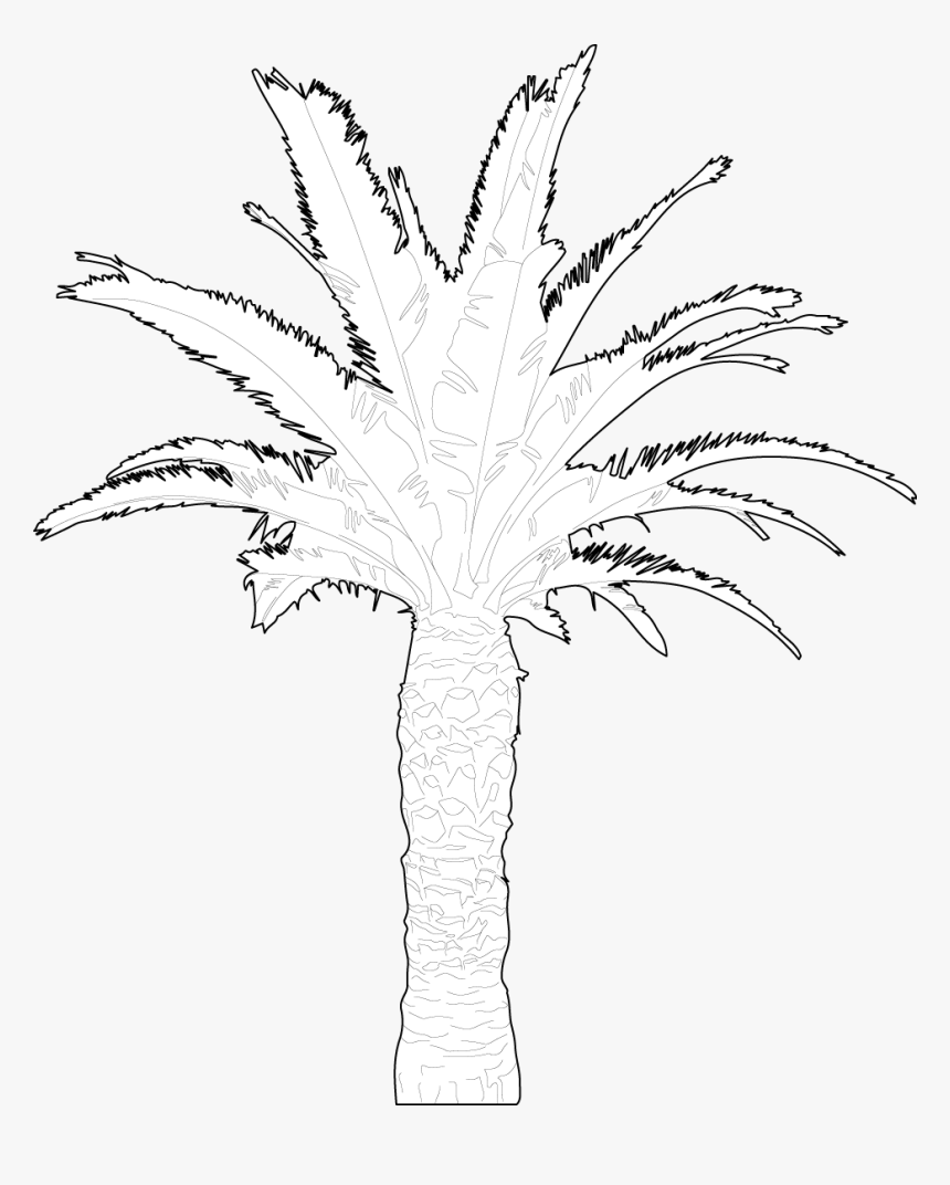 Palm Tree, HD Png Download