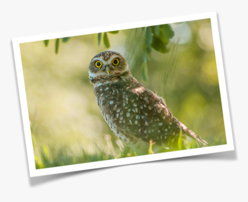 The Wise Young Owl Fable - Great Grey Owl, HD Png Download