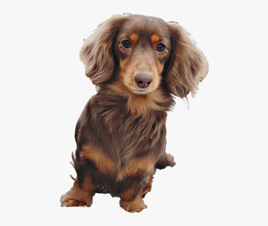 Wienerdog Dachshund Puppy Pupn Dog Freetoedit - Companion Dog, HD Png Download