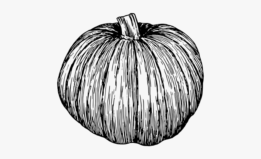 Pumpkin Silhouette Vector Clip Art - Pumpkin Illustration Black And White, HD Png Download