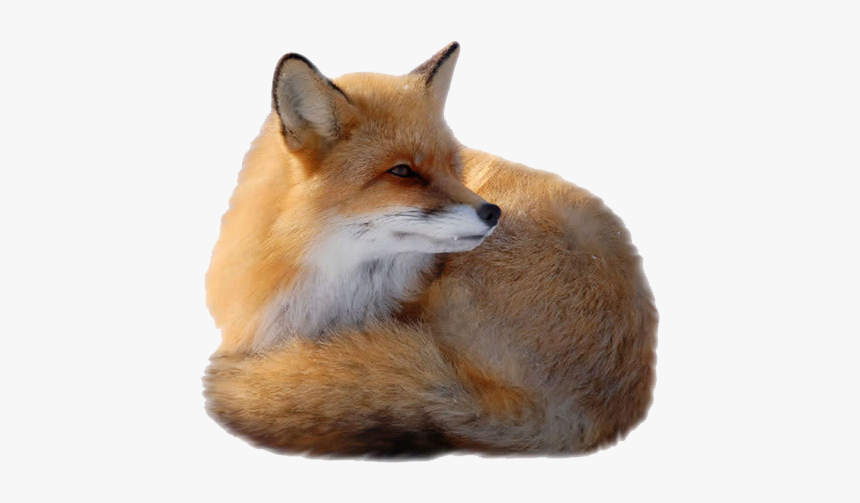 Red Fox Clip Art Fox Png Transparent Background Png Download Transparent Png Image Pngitem