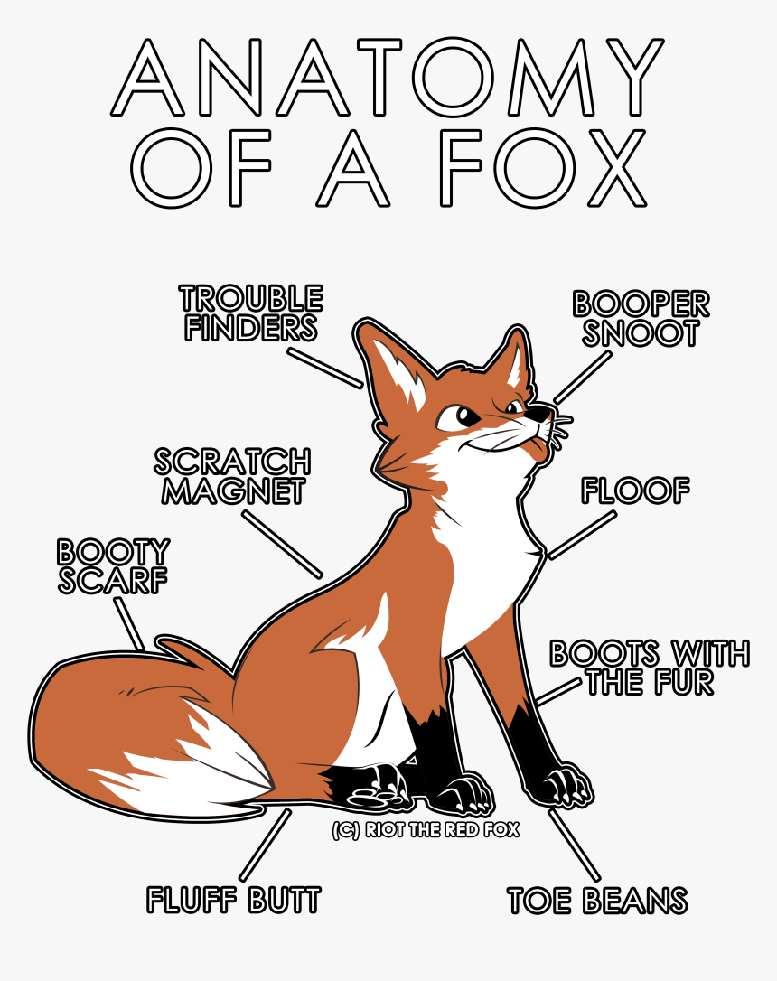 Anatomy Of A Fox Shirt, HD Png Download