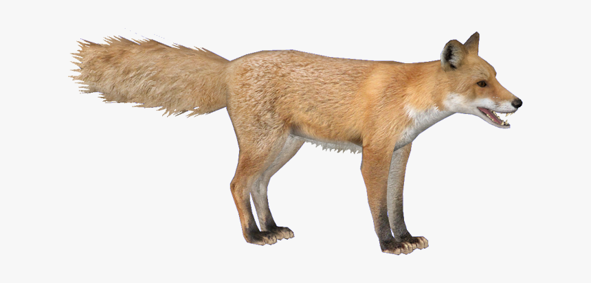 Foxred Hendrix - Zoo Tycoon 2 Fox, HD Png Download