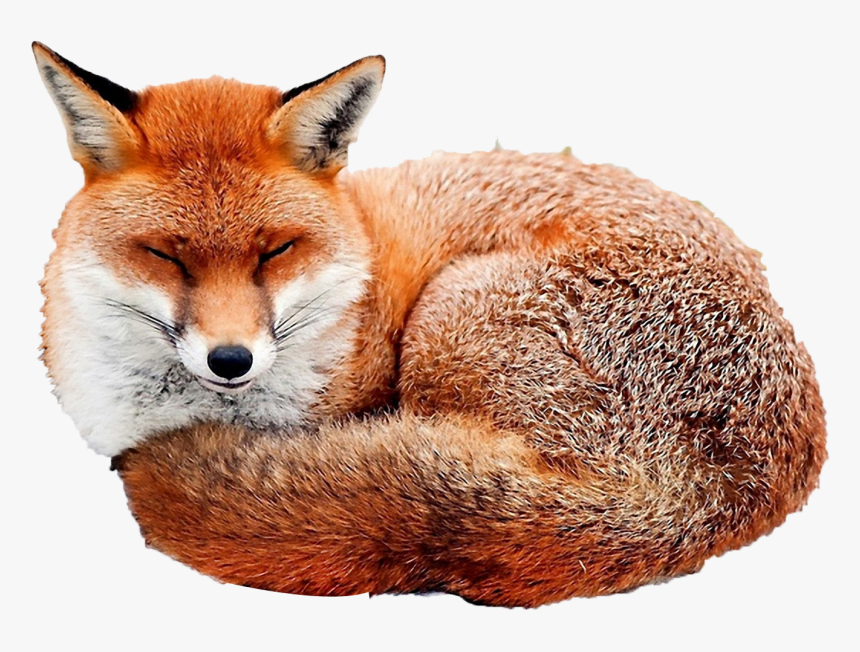Red Fox Fox Curled Up, HD Png Download