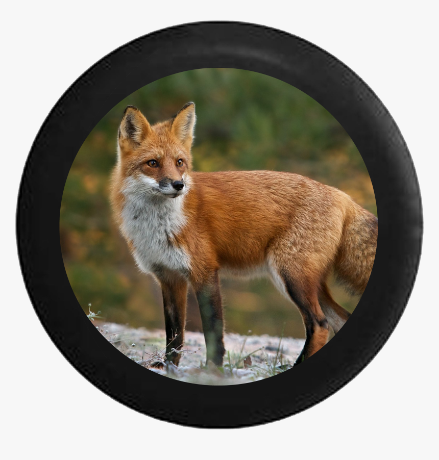 Jeep Wrangler Spare Tire Cover With Red Fox - Red Fox Pennsylvania, HD Png Download