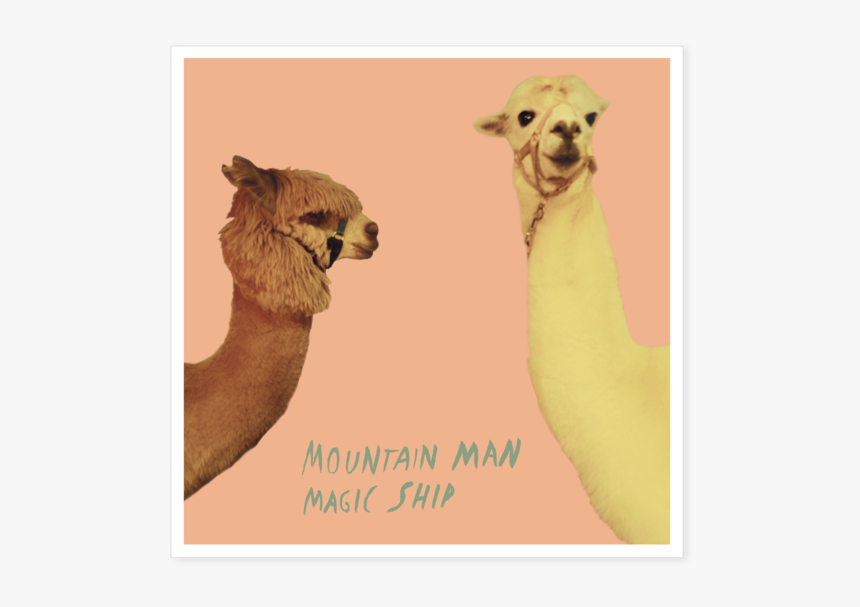 Arabian Camel, HD Png Download