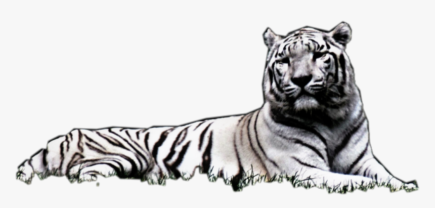 Transparent Laying Down Png - Siberian Tiger, Png Download