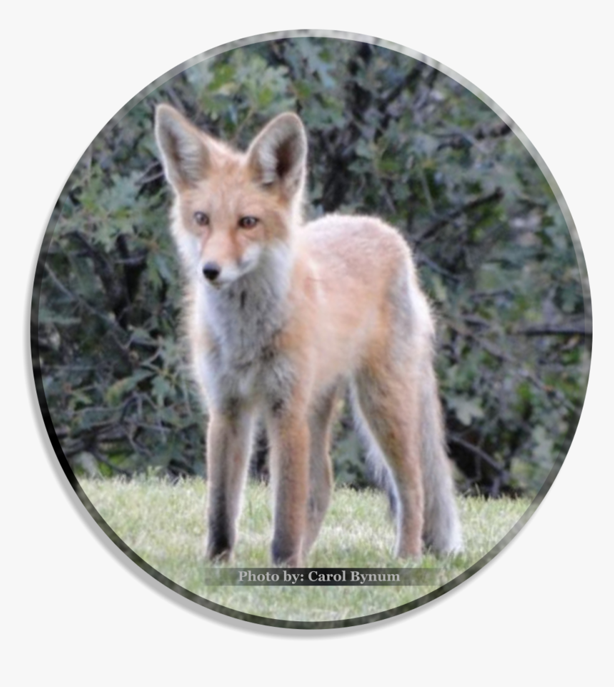 Red Fox, HD Png Download