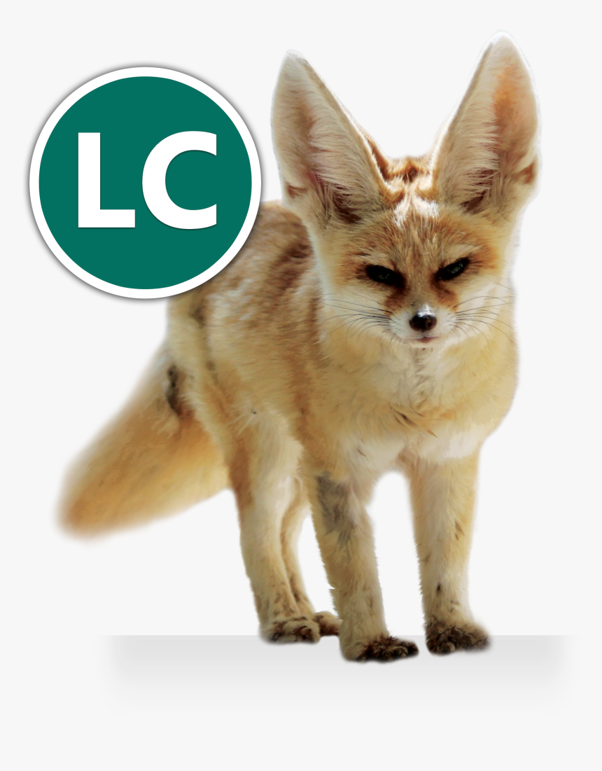 Fox No Background - Volpe Bianca Del Deserto, HD Png Download