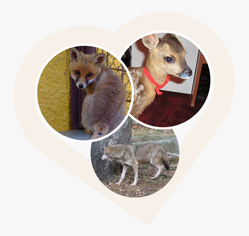 Transparent Masha And The Bear Png - Red Fox, Png Download