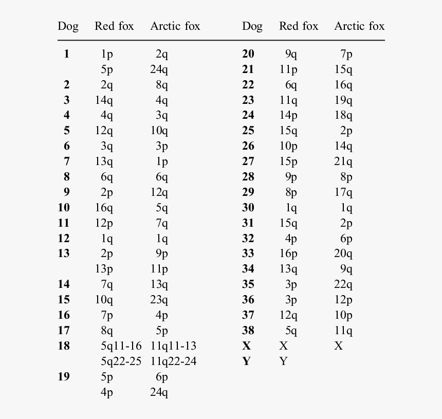 Chromosome Number Of Dog, HD Png Download