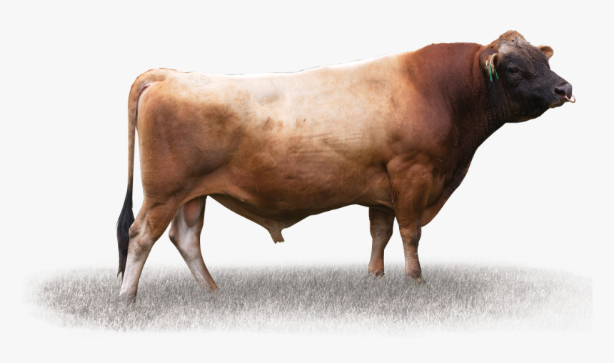 Bull, HD Png Download