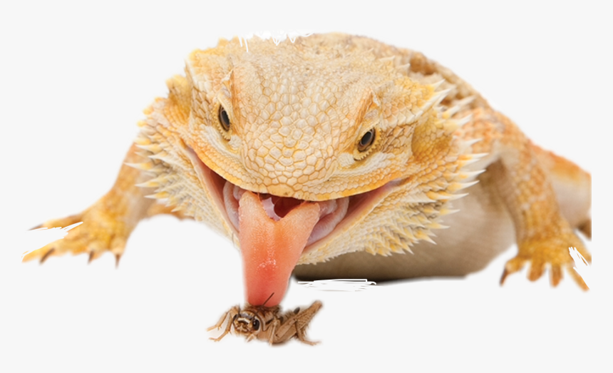 Bearded Dragon Defense , Png Download, Transparent Png