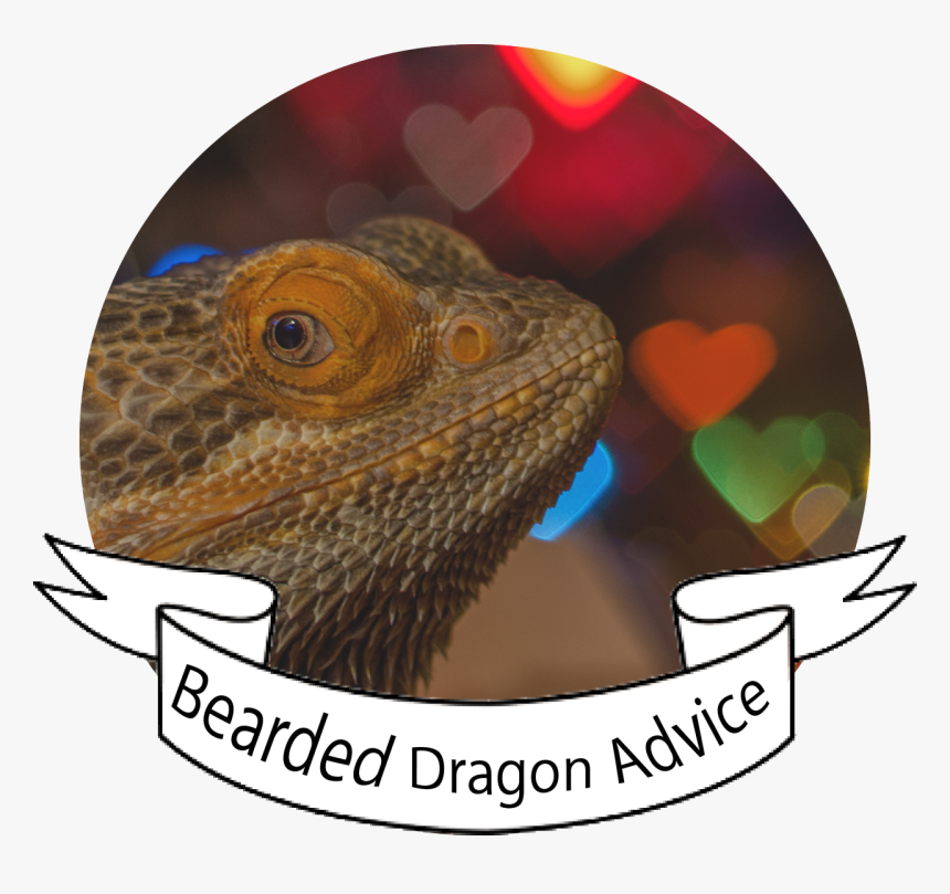 Bearded Dragons, HD Png Download