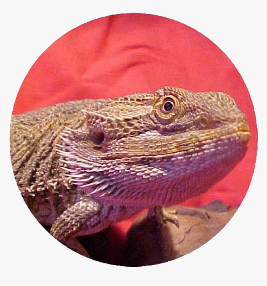 Bearded Dragon Care Info Pet Bearded Dragon Care & - Bearded Dragon Co Logo, HD Png Download