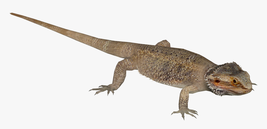 Zt2 Bearded Dragon, HD Png Download