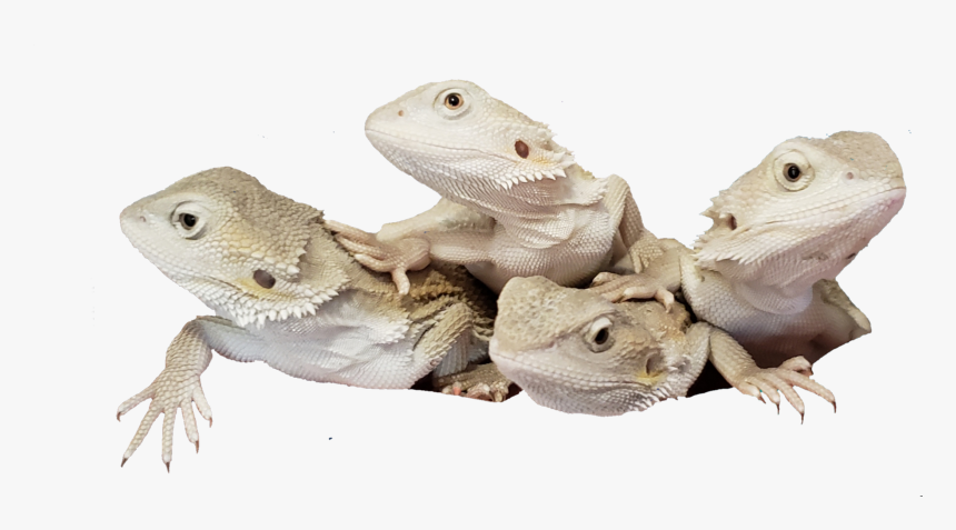 Green Iguana, HD Png Download