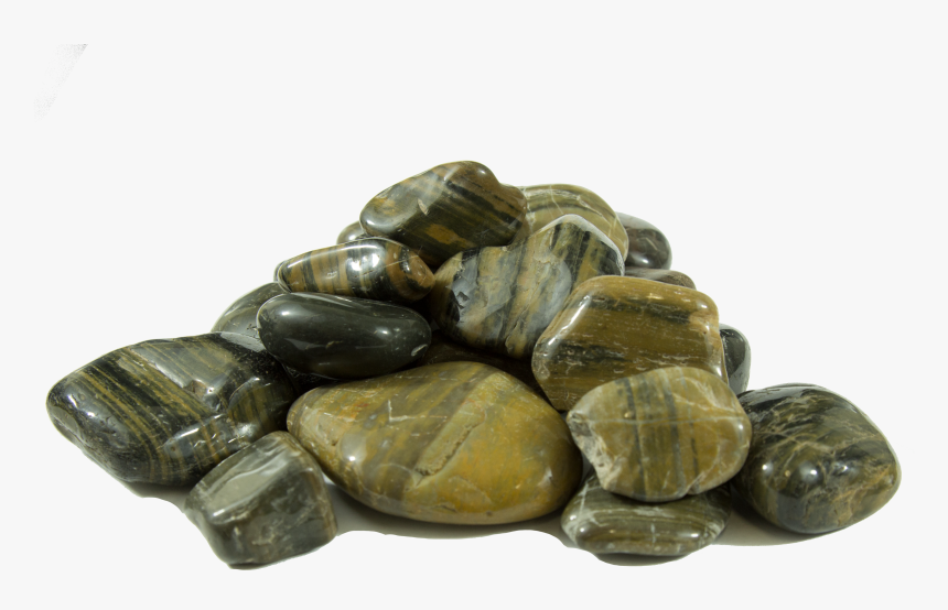 Tortoise, HD Png Download