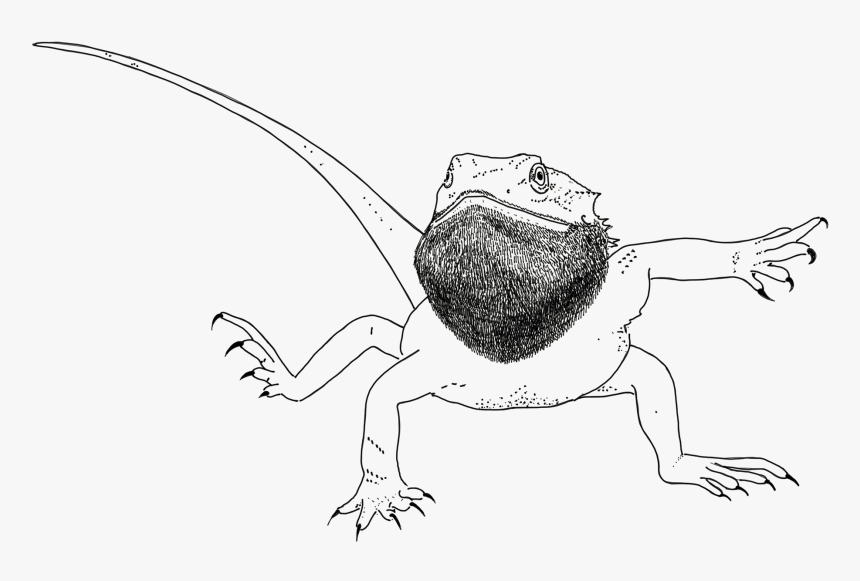 Thick Lines - Bearded Dragon Hot Sauce, HD Png Download