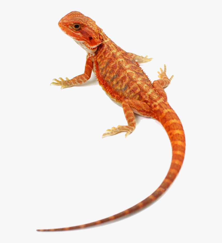 Agama, HD Png Download