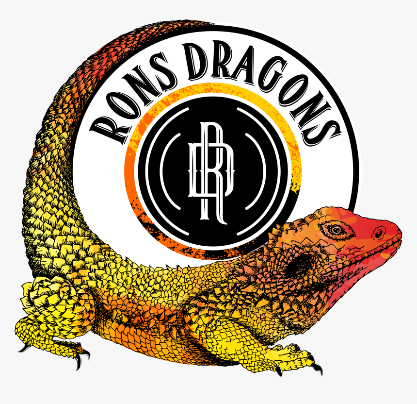 Rons Dragons - Common Chameleon, HD Png Download