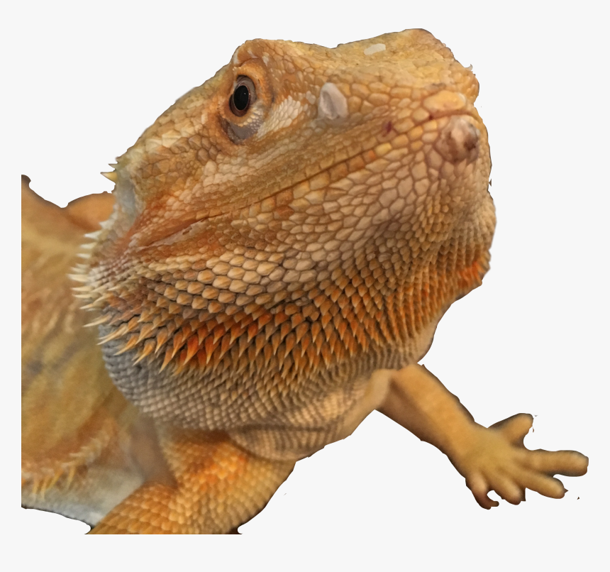 #bearded Dragon #freetoedit - Dragon Lizard, HD Png Download
