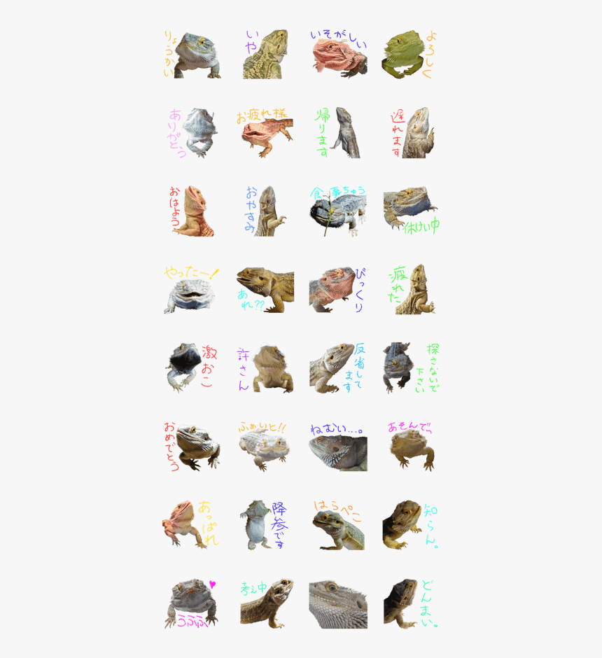 Bearded Dragon,buchou - Fish, HD Png Download